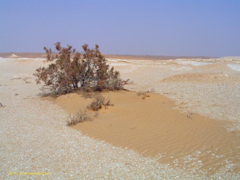 Tamarix