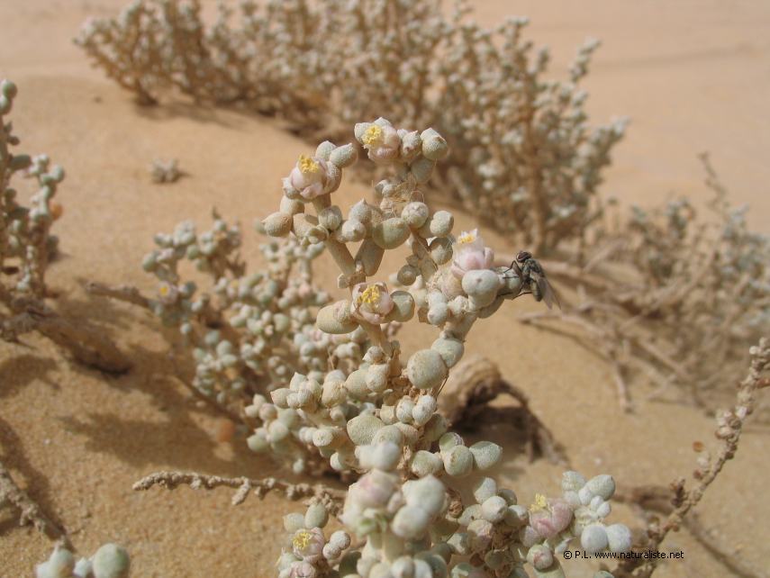 Zygophyllum en fleur 