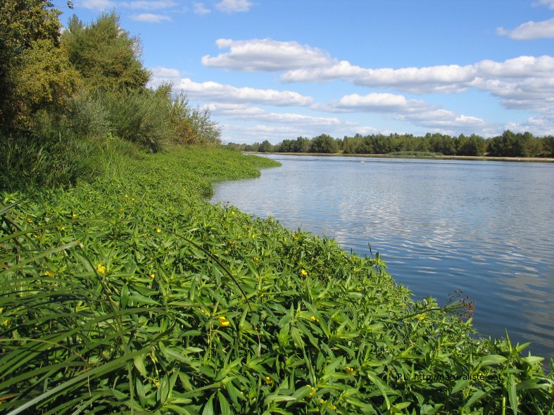 Rive de Loire