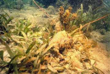 plature corallienne envasée